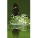Frogs are so cute