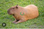 The Capybara Universe