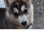 Husky Clan!