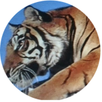 Smart Tiger Fan Group