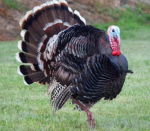 The amazing turkeys