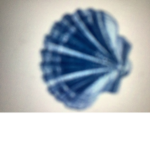 Blue sea shell