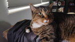 That is a tabby cat!