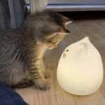 APPLE_CAT