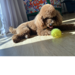 Il mio cane toi