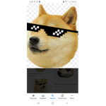 Dogs empire