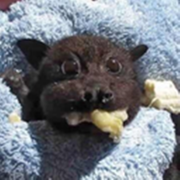 CB Demo Viewer [archived]