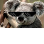 Da cool Koala Group