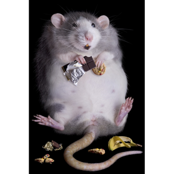 Hungry rats attack 