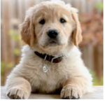Dog-frend