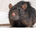 Rats re United