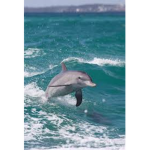Oceanic cute