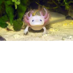 Calming Axolotl Club