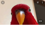 Pickles Epic Hangout
