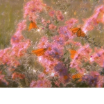 fairy_ButteRfly