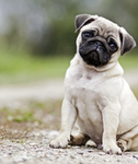 Dogs are GOATED