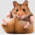 HAMSTERS!!!!