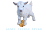 Lambs cookie break