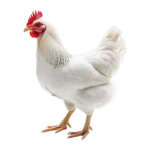 Chicken Legs Studio Group Thumbnail