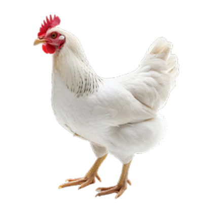 Chicken Legs Studio Roblox group icon