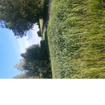 Lilax111