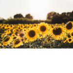 The Sunflower Seeds (TSS)