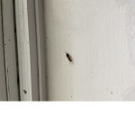 MiniEarWig