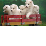 DINO DOG NATION