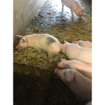 Piggggggggggggggy