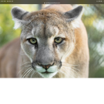 Mountain Lions United