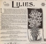 TheLilies'