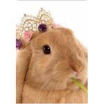 Bunny bois!
