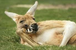 kangaroop group