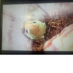 Most drippy frog