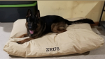 Zeus my dog
