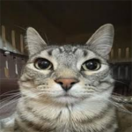 Zazu the cat