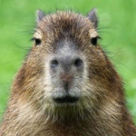 capybara cowboys
