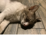 /NEESA/