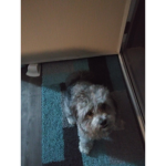 If u think my dog is cute join dis group