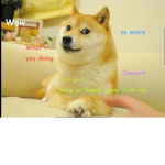 The Official Doges Group.