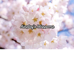 Ainsley’s blòssoms