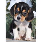 Puppie :D