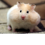 Hamster Fans!! <3