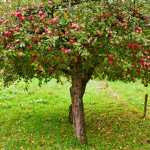 ~James' Apple Orchard~