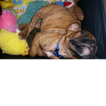 Doge clan/Boxer #######