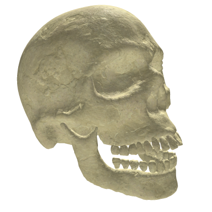 Realistic Human Skull