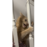 mycatindie