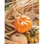 *lovely pumpkins*