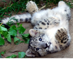 Leopard fan group!