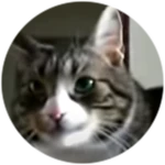 Kotek